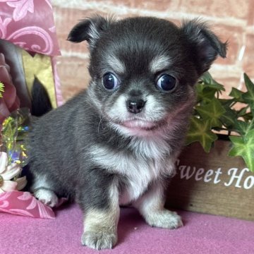 チワワ(ロング)【神奈川県・男の子・2024年10月18日・ブルータン&ホワイト】の写真「お鼻短め　可愛い男の子」