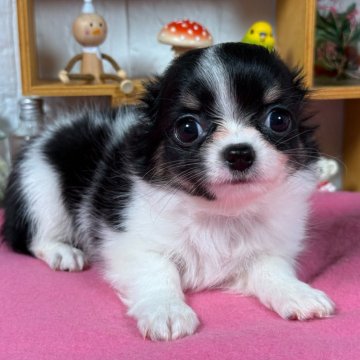 チワワ(ロング)【神奈川県・女の子・2025年8月19日・パーティー】の写真「お鼻つまった　美人さん」
