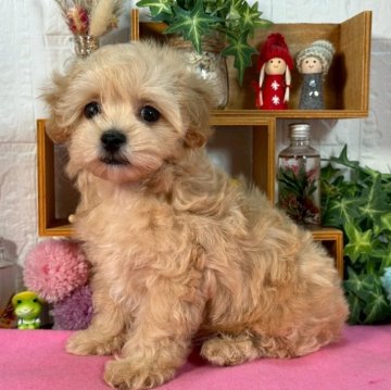 マルプー(マルチーズ×トイプードル)【神奈川県・男の子・2025年7月2日・アプリコット】の写真「ちいさめ　おっとり君」