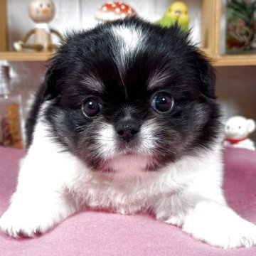 ペキチワ(チワワ×ペキニーズ)【神奈川県・男の子・2025年9月13日・パーティ】の写真「甘えん坊な男の子」