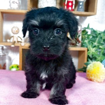 マルックス(ダックスフンド×マルチーズ)【神奈川県・男の子・2025年8月16日・ブラック】の写真「小粒くん」