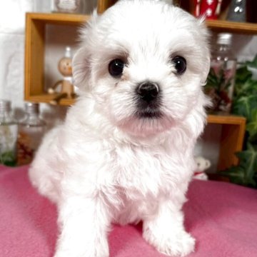 マルチーズ【神奈川県・女の子・2025年9月24日・ホワイト】の写真「甘えん坊な姫」