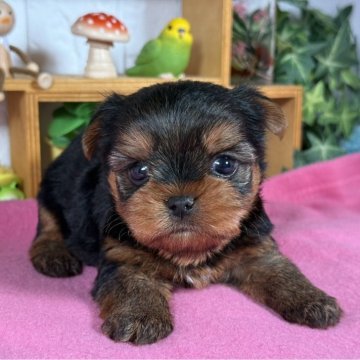 ヨークシャーテリア【神奈川県・男の子・2025年10月6日・スチールブルータン】の写真「小さな男の子」