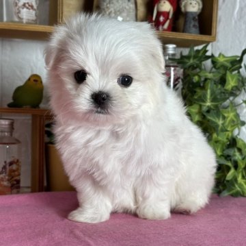 マルチーズ【神奈川県・男の子・2024年11月2日・ホワイト】の写真「ふわもこくん」