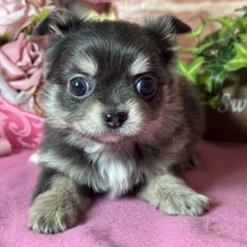 チワワ(ロング)【神奈川県・男の子・2024年10月18日・ブルータン&ホワイト】の写真「可愛いお顔」