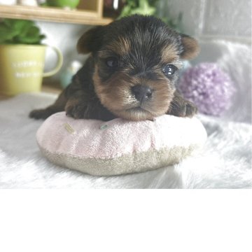 ヨークシャーテリア【神奈川県・男の子・2025年3月9日・スチールブルー&タン】の写真「おめめ　くりくりな　ハンサム坊や」