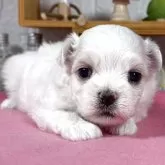 マルチーズ