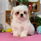 マルチーズ