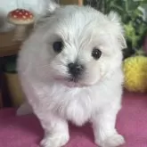 マルチーズ