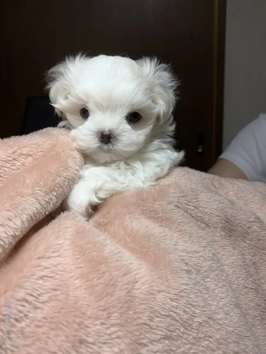 Y.S 様のお迎えした子犬