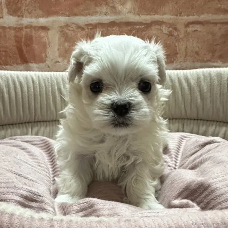 ID:2309-00681の子犬