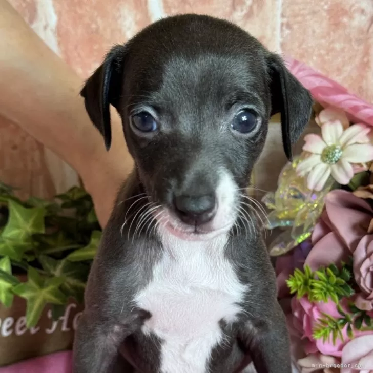 ID：2408-04835の子犬