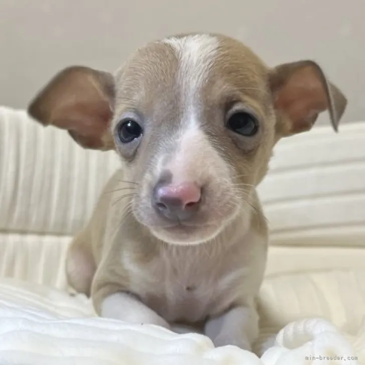 ID：2303-02582の子犬