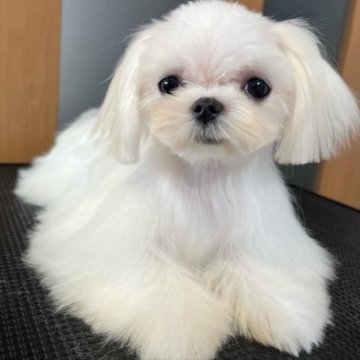 マルチーズ【神奈川県・女の子・2022年7月15日・ホワイト】の写真「ティーカップ　マルチーズ」
