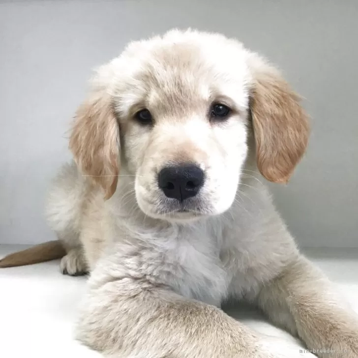 ID:2504-01730の子犬