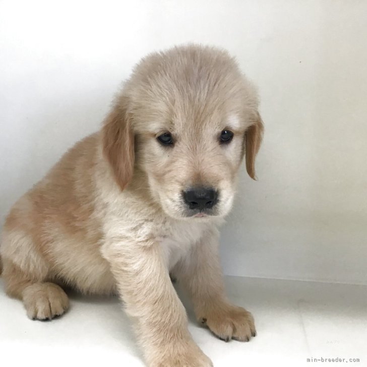 犬山犬男 愛知県の柴犬｜男の子・2024/07/21生まれ・赤色（子犬ID：346592