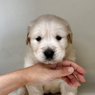 ゴールデンレトリバー【山形県・女の子・2025年10月10日・ゴールデン】の写真「ご予約開始いたしました。」