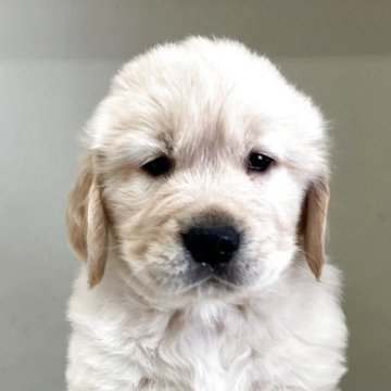 ゴールデンレトリバー【山形県・男の子・2025年10月10日・ゴールデン】の写真「ご予約開始いたしました。」