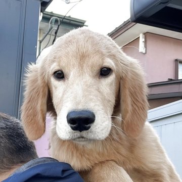 ゴールデンレトリバー【山形県・女の子・2025年6月12日・ゴールデン】の写真「最終価格になります♪」