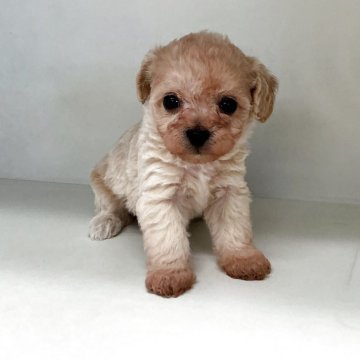 チワプー(チワワ×トイプードル)【山形県・男の子・2025年9月26日・クリーム】の写真「ご予約開始いたしました。可愛い男の子です。」