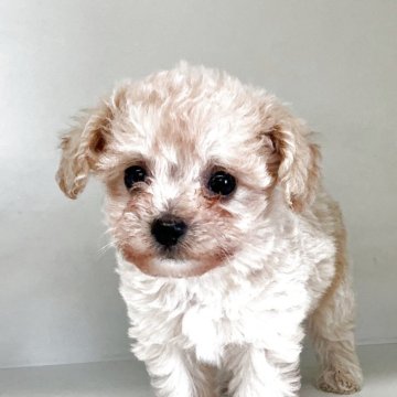 チワプー(チワワ×トイプードル)【山形県・男の子・2025年9月26日・クリーム】の写真「ご予約開始いたしました。可愛い男の子です。」