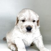 ゴールデンレトリバー