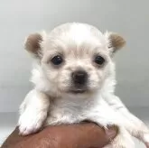チワワ(ロング)