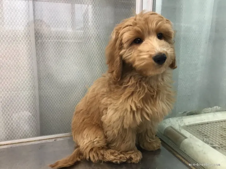 ID：2010-00668の子犬