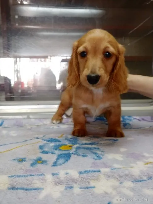 さりょー 様のお迎えした子犬