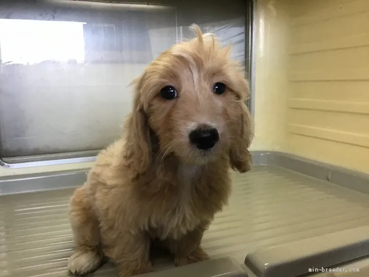 ID：2010-00657の子犬