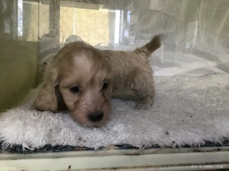 ID:2201-00954の子犬