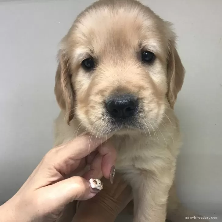 ID:2411-00150の子犬
