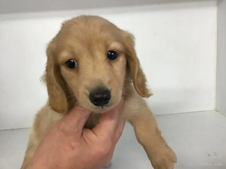 どんぐり 様のお迎えした子犬