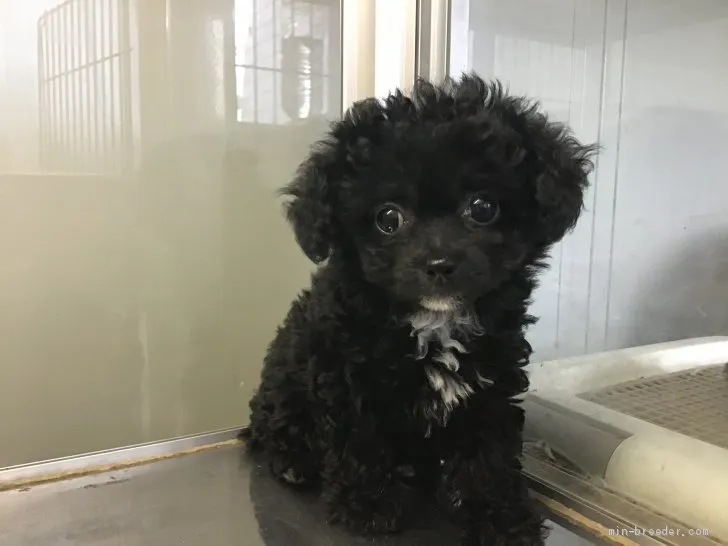 ID:2105-02105の子犬