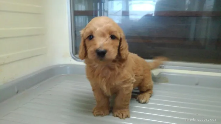 ID：1809-01122の子犬