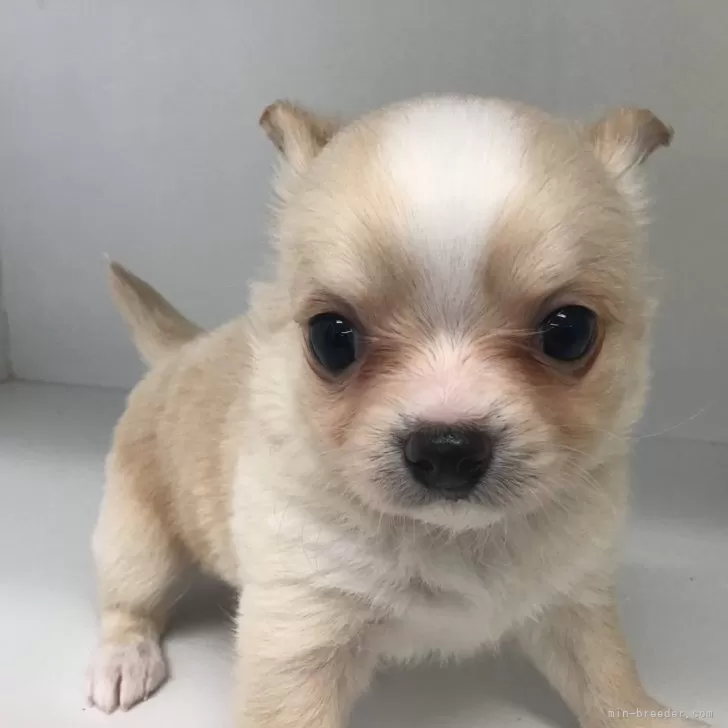 ID:2312-04313の子犬