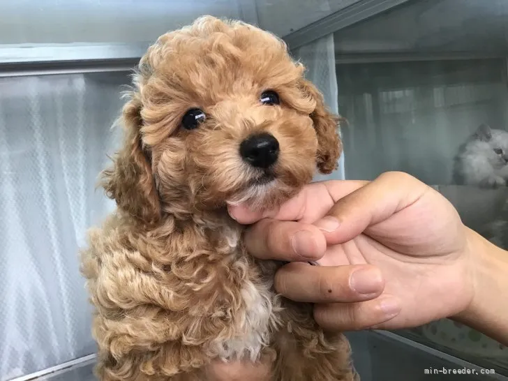 ID:2108-03413の子犬