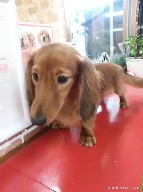 ふくろうパパ 様のお迎えした子犬