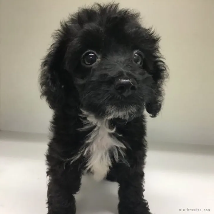 ID:2308-02711の子犬