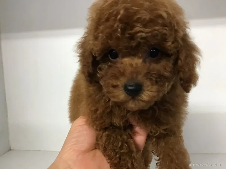 ID:1812-00662の子犬