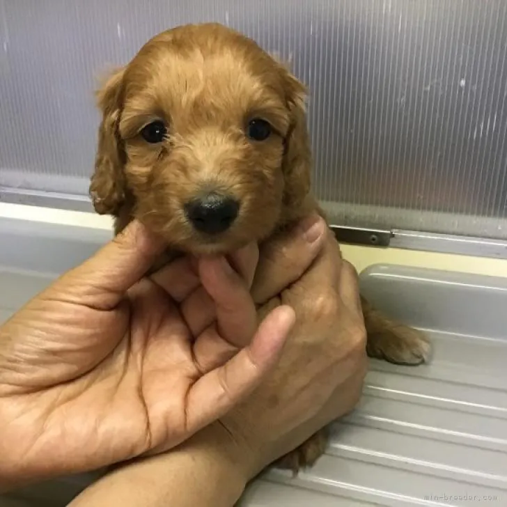 ID:2208-01651の子犬