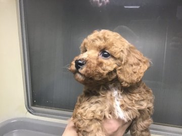 トイプードル(タイニー)【山形県・男の子・2019年11月17日・レッド】の写真「可愛い男の子です。」