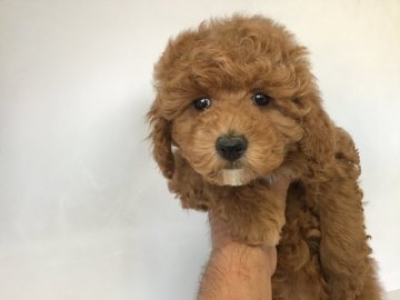 トイプードル(トイ)【山形県・女の子・2019年12月16日・レッド】の写真「大人しい性格の子です。」