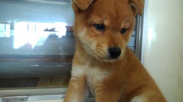 柴犬(標準サイズ)【山形県・男の子・2018年7月20日・赤】の写真「大人しい性格の男の子です。」