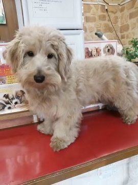ミックス・その他の犬種【山形県・男の子・2017年3月20日・クリーム】の写真「男の子ですが、優しい顔をしています！」