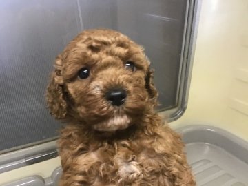 トイプードル(タイニー)【山形県・女の子・2019年11月25日・レッド】の写真「可愛い女の子です。」