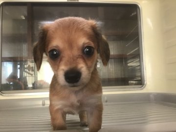 ミニチュアダックス&チワワ【山形県・男の子・2019年6月17日・レッド】の写真「とても小ぶりな男の子です。」