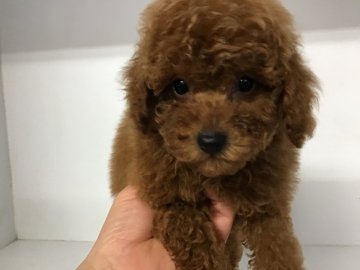 トイプードル(トイ)【山形県・女の子・2018年11月3日・レツド】の写真「可愛い女の子です。」