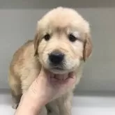 ゴールデンレトリバー【山形県・男の子・2024年9月28日・ゴールデン】の写真1