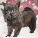 甲斐犬【鹿児島県・男の子・2025年4月13日・中虎毛】の写真7